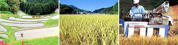 神石高原町の水稲、棚田