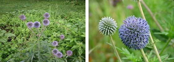 神石高原町の花ヒコダイ