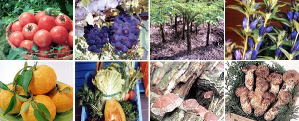 神石高原町の特産品